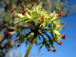 Pelargonium leipoldtii pedicels and bracts