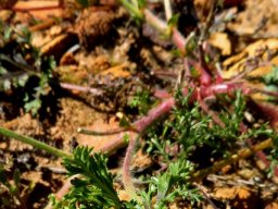 Pelargonium longicaule stems