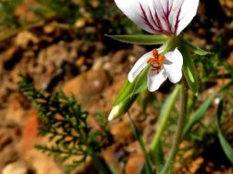 Pelargonium longicaule