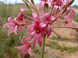 Pelargonium luridum