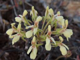 Pelargonium luteolum