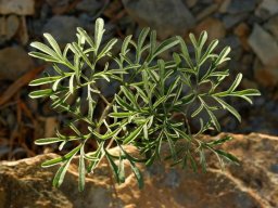 Pelargonium luteolum leaves