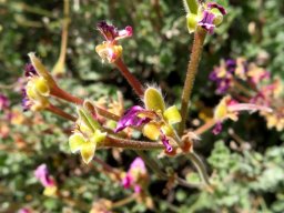 Pelargonium magenteum sepals dominant after blooming