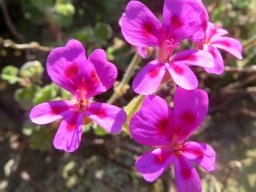 Pelargonium magenteum flowers