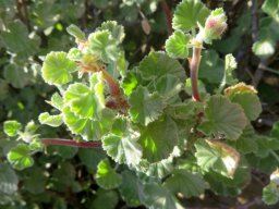 Pelargonium magenteum leaves