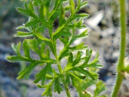 Pelargonium myrrhifolium var. coriandrifolium leaf