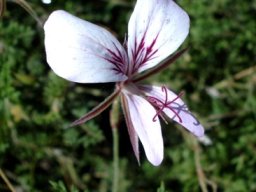 Pelargonium myrrhifolium var. myrrhifolium flower