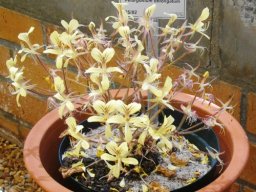 Pelargonium oblongatum