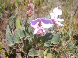 Pelargonium ovale subsp. ovale flowers