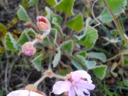 Pelargonium ovale subsp. ovale buds and flowers