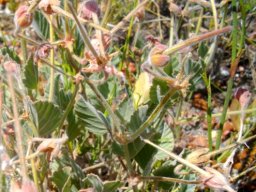 Pelargonium ovale subsp. ovale