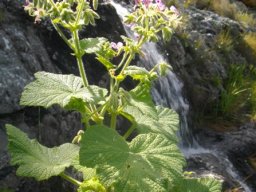 Pelargonium papilionaceum
