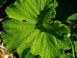 Pelargonium papilionaceum leaf