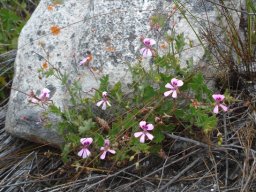 Pelargonium patulum