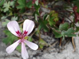 Pelargonium patulum whitish flower in October