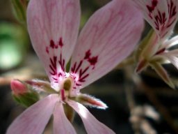 Pelargonium pinnatum flowers