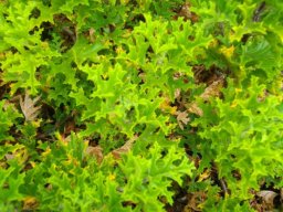 Pelargonium pseudoglutinosum