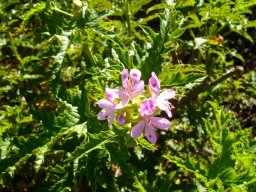 Pelargonium glutinosum shiny leaves