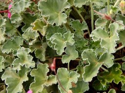 Pelargonium reniforme leaves