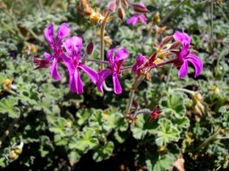 Pelargonium reniforme flowers