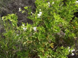 Pelargonium ribifolium