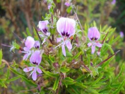 Pelargonium scabrum flowers 