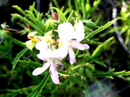 Pelargonium scabrum