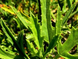 Pelargonium scabrum leaf detail