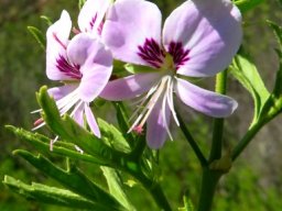 Pelargonium scabrum flower stigma, no anthers