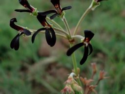 Pelargonium sidoides umbels
