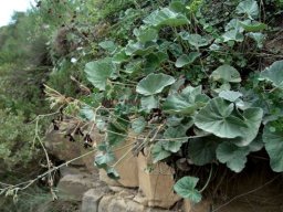 Pelargonium sidoides leaves