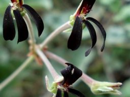 Pelargonium sidoides flowers showing style branches