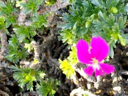 Pelargonium sericifolium old stems