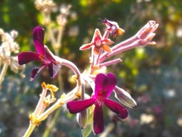Pelargonium sidoides flowers