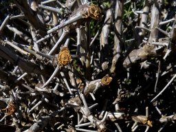 Pelargonium spinosum low branches