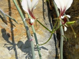 Pelargonium tetragonum flowers