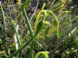 Pelargonium tetragonum young buds