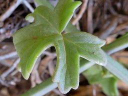 Pelargonium tetragonum leaf