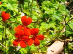 Pelargonium tongaense
