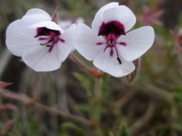 Pelargonium tricolor buds and flowers