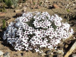 Pelargonium tricolor floral dome on bare earth