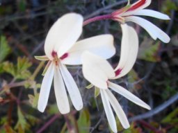 Pelargonium trifidum flowers