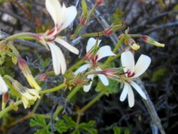 Pelargonium trifidum flowers in several stages