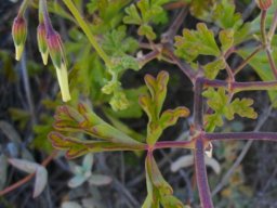 Pelargonium trifidum leaves