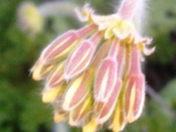 Pelargonium triste flower buds