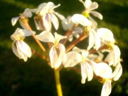 Pelargonium triste creamy yellow flowers