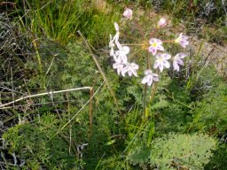 Pelargonium triste white petals