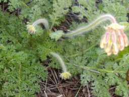Pelargonium triste 