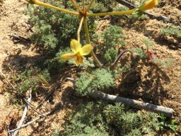 Pelargonium triste in the Biedouw Valley