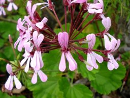 Pelargonium zonale umbel